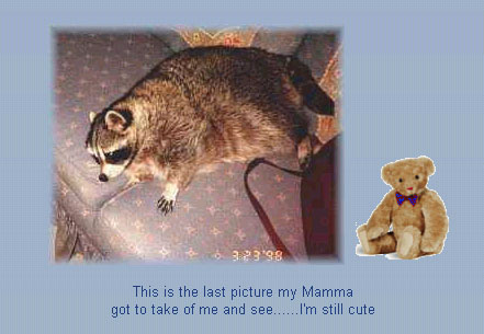 This raccoon was named "Rocky," like the song. I imagine it's a VERY popular name for pet raccoons.