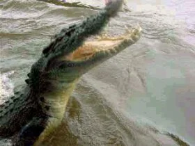 Croc. Do you think those guys who wrestle crocs trank them first? "Trank" means tranquilize. I'd trank them if I was going to wrestle, but maybe some of these dudes like the challenge of un-tranked croc wrestling. In high school I took some dog tranks and it felt pretty crazy. I was just going to stay home and listen to jazz, but my friends came over and took me to this fancy party. Guests at this party included: Perry Farrell, No Doubt, Tom Morello, some guys from Fishbone or something, 311 I think? It was very surreal. I'm not making this up. It took a while for the tranks to wear off, and I couldn't tell if I felt real weird from the tranks, or because I was wandering around this party full of successful rockers.