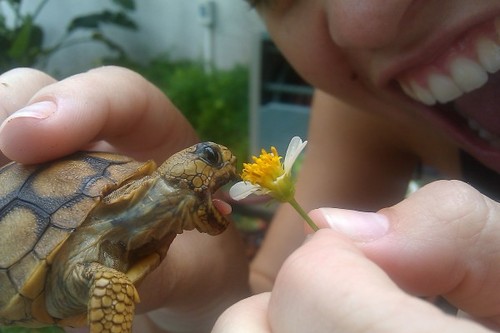 A lot of visitors to Southern California are surprised by how many tortoises there are here. They sure are cute!
