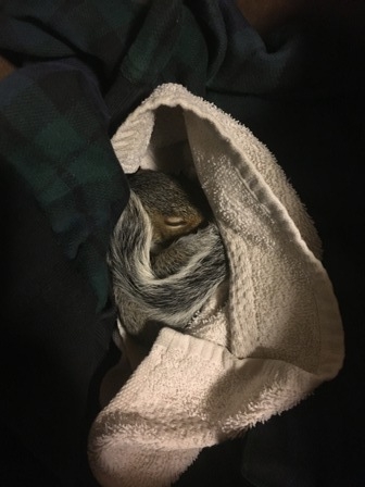 Peanut spends a lot of time sleeping