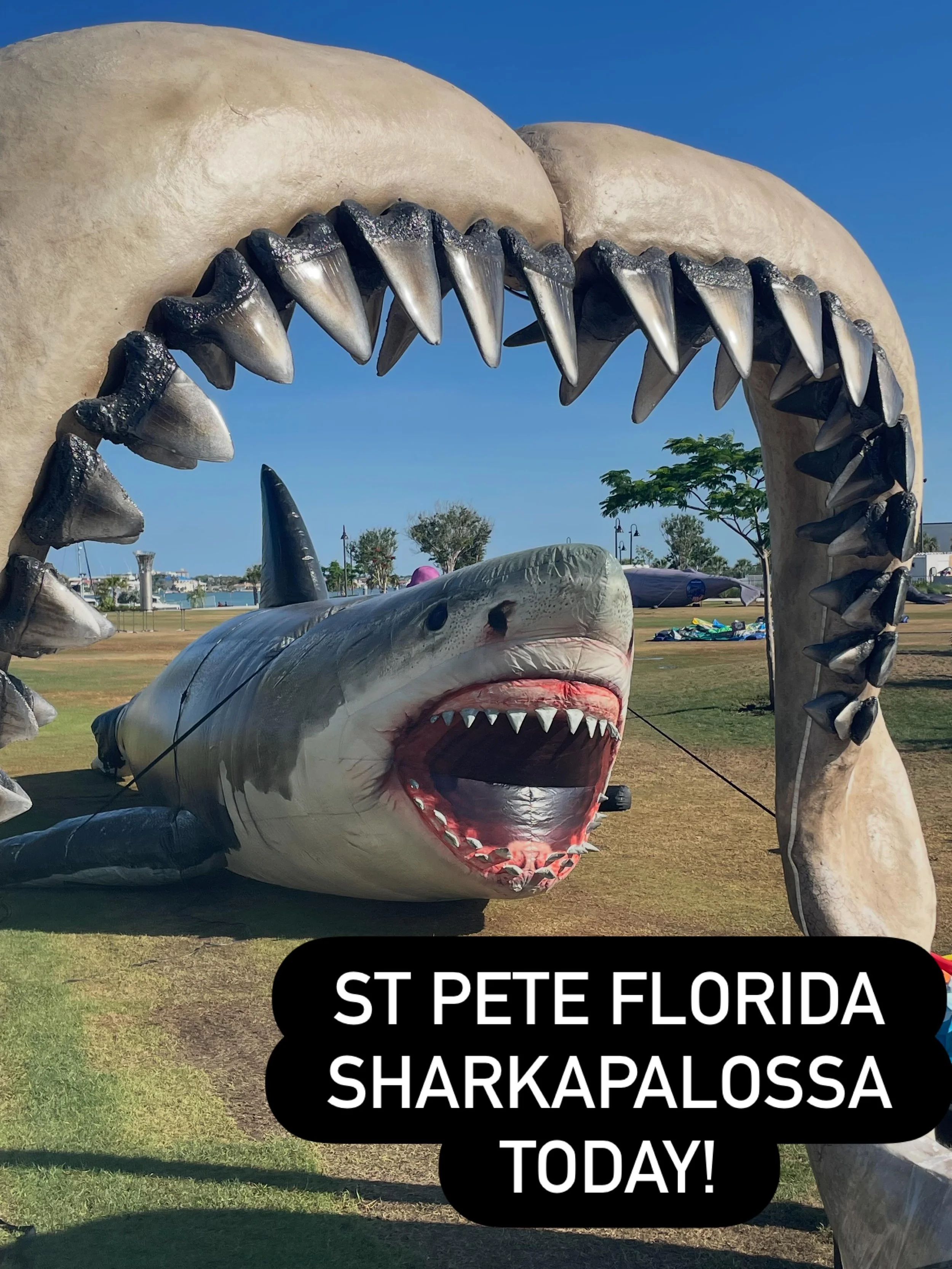 Having a Saturday walkabout in St Pete FL at #Coachmans Park for #sharkapalooza za ia today. Love the blowups and all the great vendors. #❤️sharks #sharks #stpeteflorida