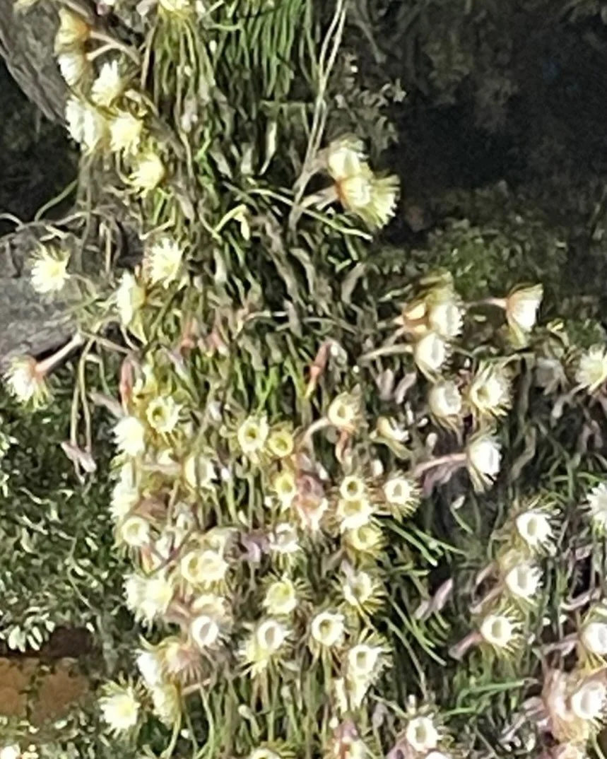 Celebrating #NationalGardenWeek with a shot from @selbygardens Queen of the Night bloom party. The guest of honor put on quite a show. Unfortunately, each bloom lasts only one night!