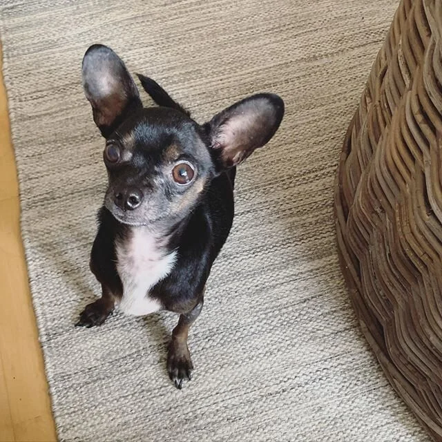 HEY, it&rsquo;s #nationalpuppyday, you get me anything?