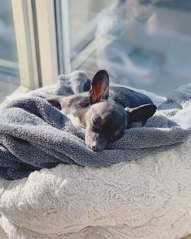 once upon a time, someone left this weird nugget of a dog in a shopping cart outside a Lowe&rsquo;s hardware store in Bakersfield, never to return for him. when i see how content he is sunbathing in his &ldquo;spot&rdquo; every afternoon around this 