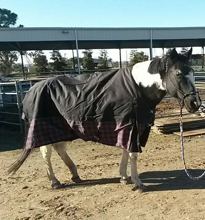 Moonie Owned: 6 years Age: 22 years old, birthday on May 15th Personality: loyal, mellow, sweetheart. She needs no lead rope, really, because she loves to follow people around, just like a house pet. History: We sponsored her for a few years, but then couldn't do without her, so we bought her! 
