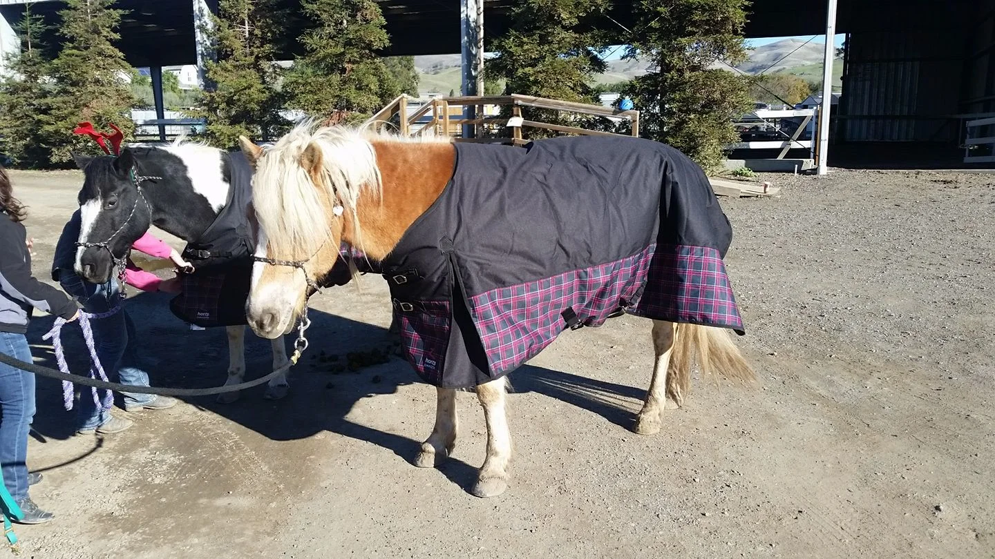 Moonie (with antlers) and Harry blanketed.jpg