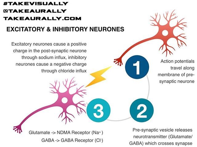 From our latest episode on Anti-Epileptic Medications is our #takevisually #infographic on excitatory and inhibitory neurones #neurology #medicine #medicalstudent #foamed #epilepsy #epilepsyawareness #pharmacy #physiology