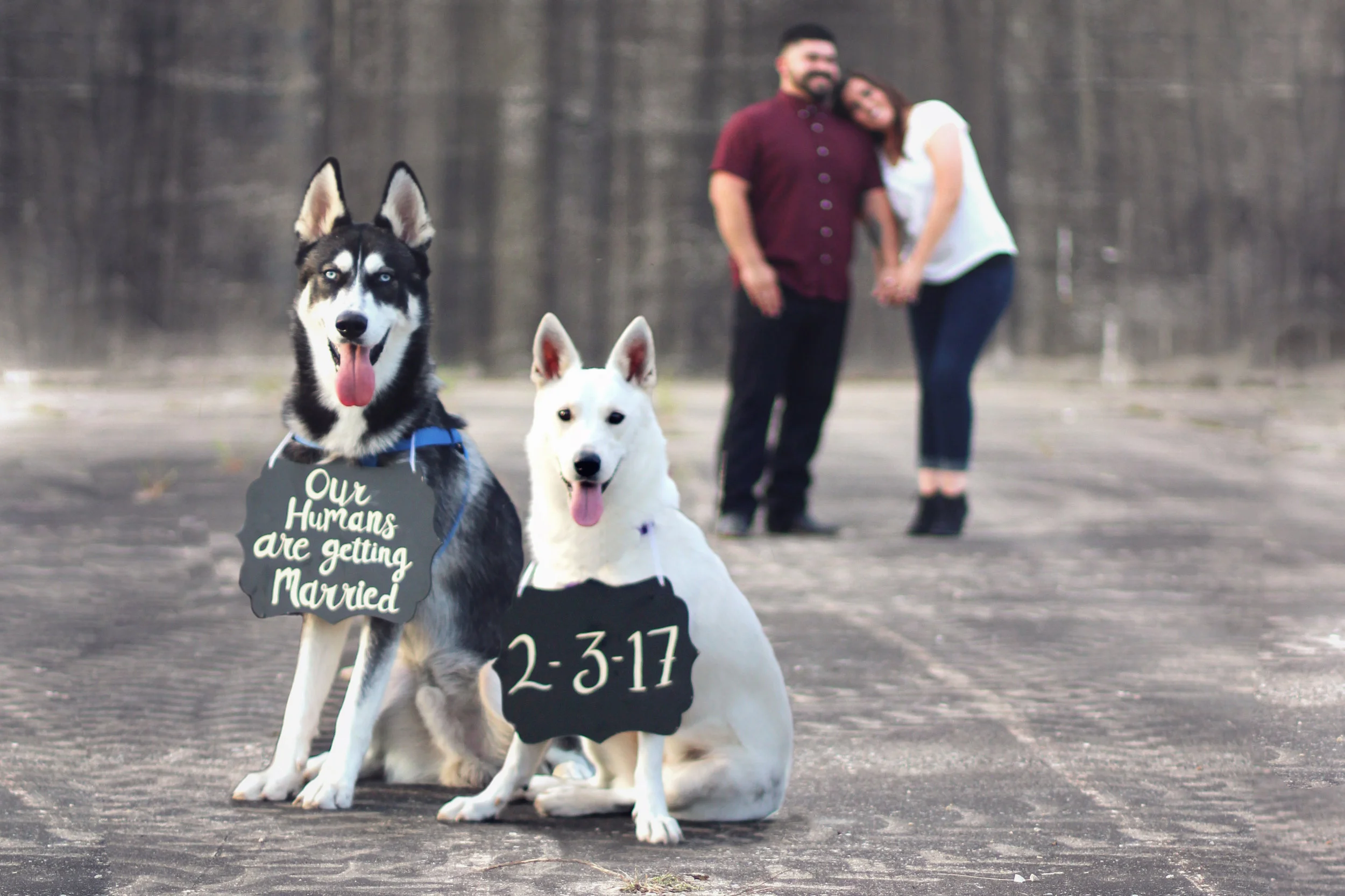 IMG_0012dogs.jpg