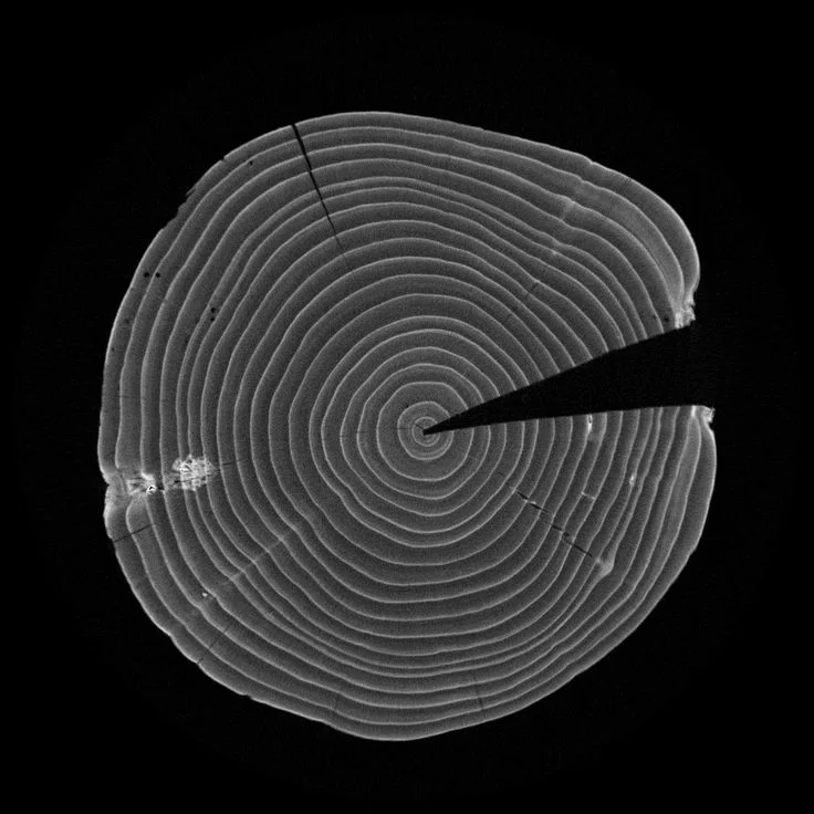 wood_xray.jpg