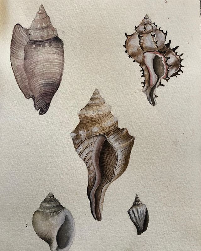 In honour of #earthday #shell#study#nature #2020isolation#covid_19 #watercolour. @drawingcenter