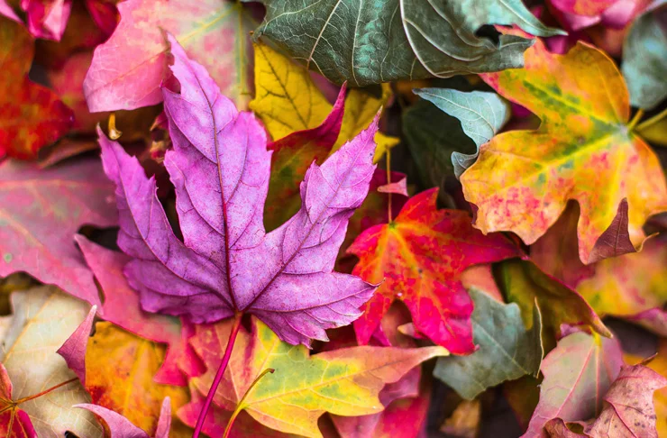 Autumn-leaves-melbourne-unsplash.jpg