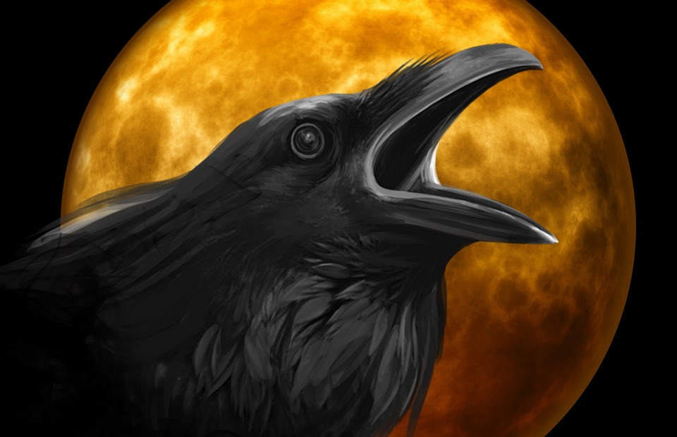 raven-995208_960_720.jpg