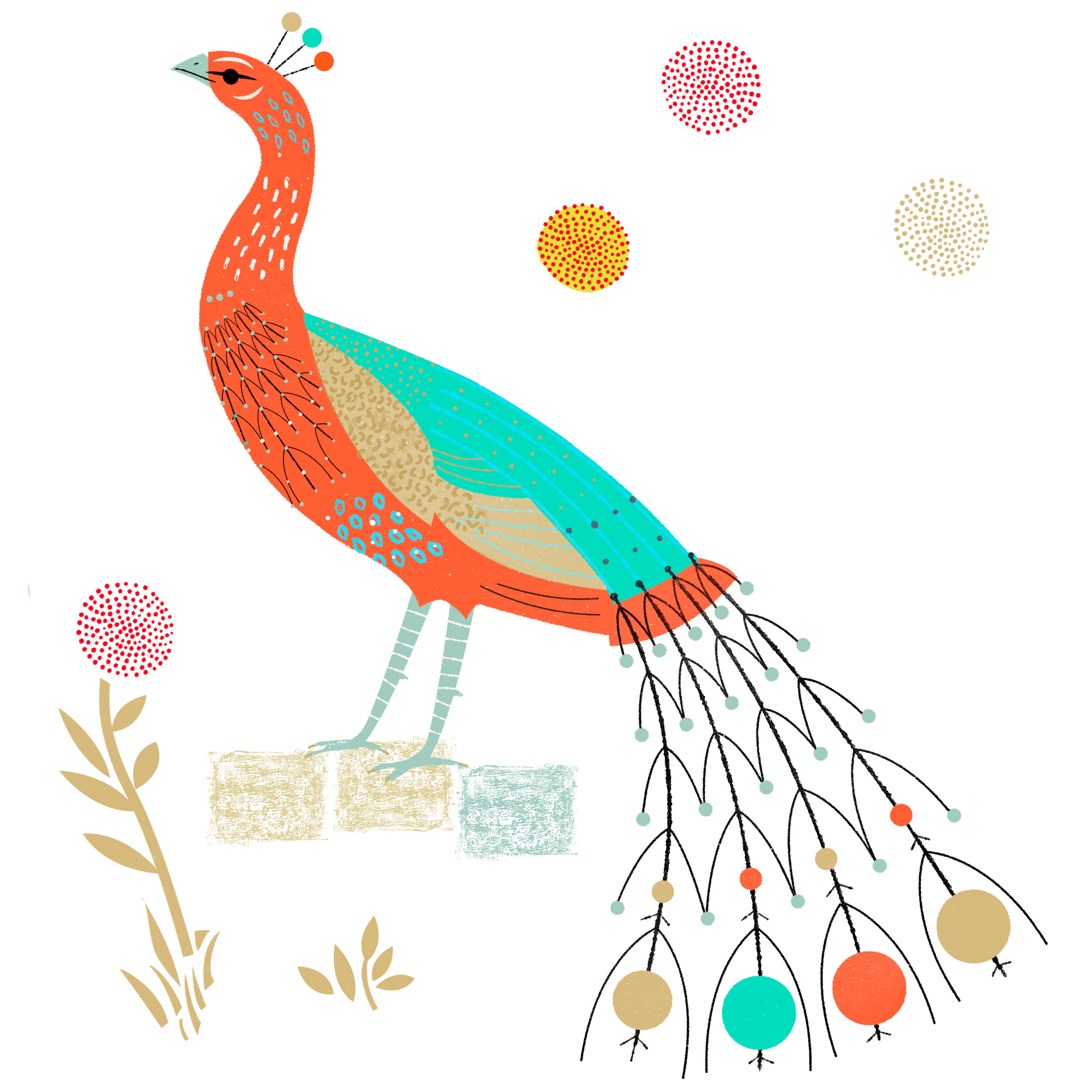 peacock_Luckens_illustration_Jan_Konopka_02.jpg