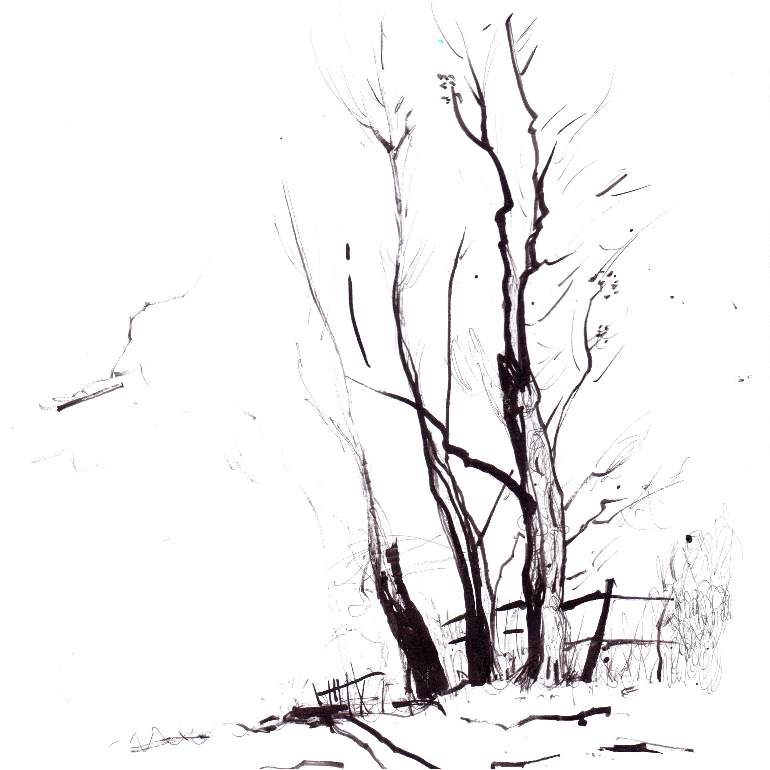 trees_Luckens_illustration_Jan_Konopka_02.jpg