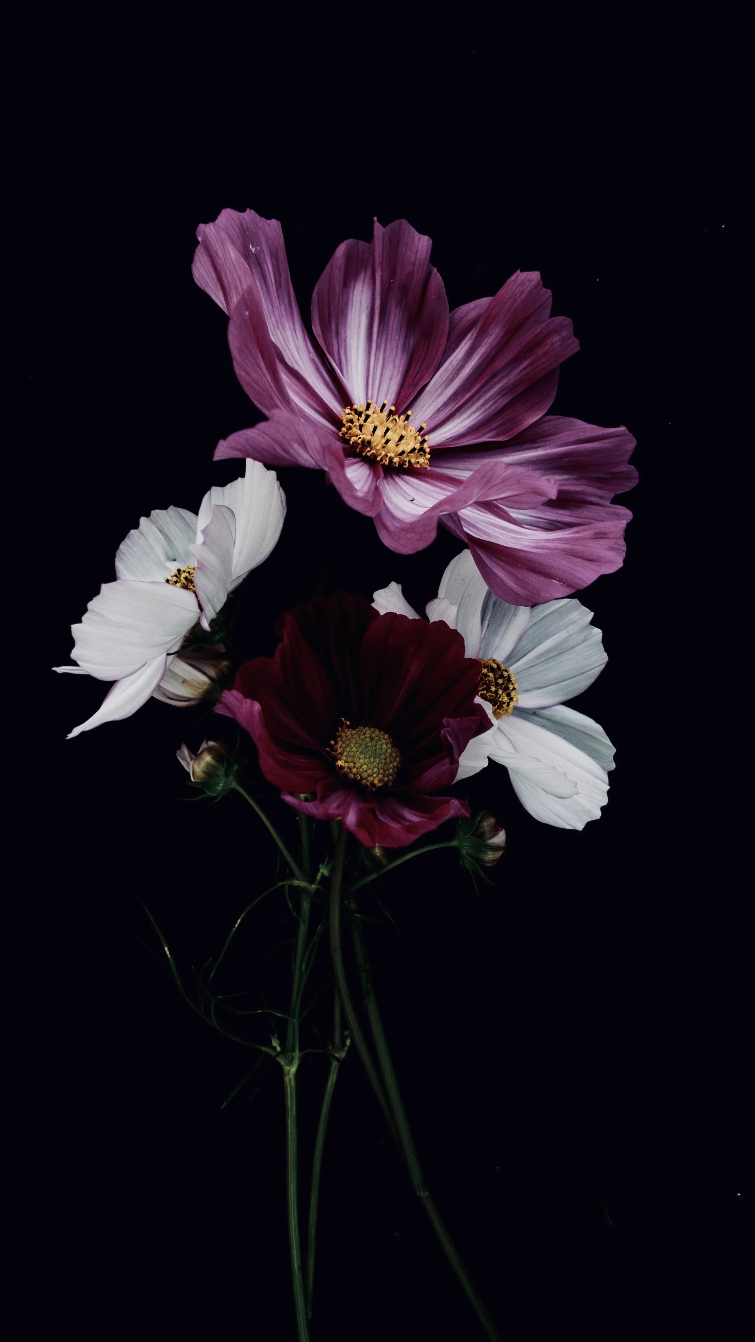 'Dressed for Evening' Print Collection — WALLFLOWER