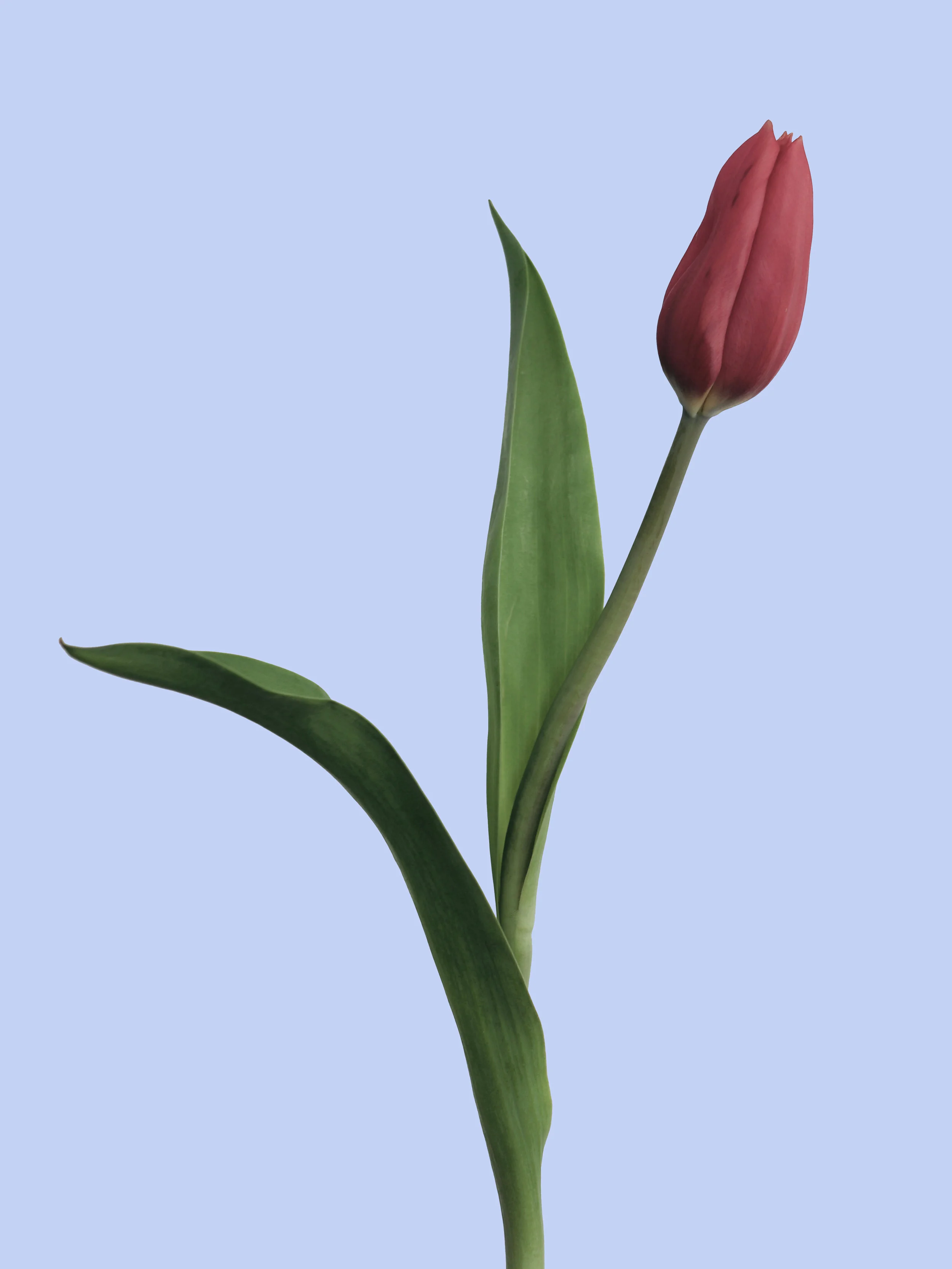 Tulip Baby Blue.jpg