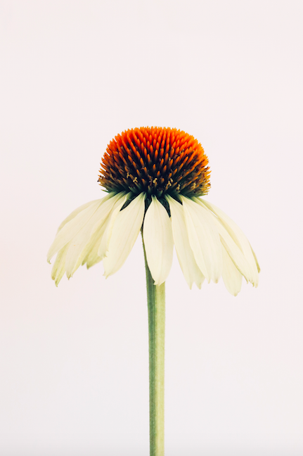 Screen Shot 2020-05-25 at 4.32.21 PM.png