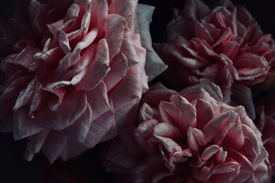 'Dressed for Evening' Print Collection — WALLFLOWER
