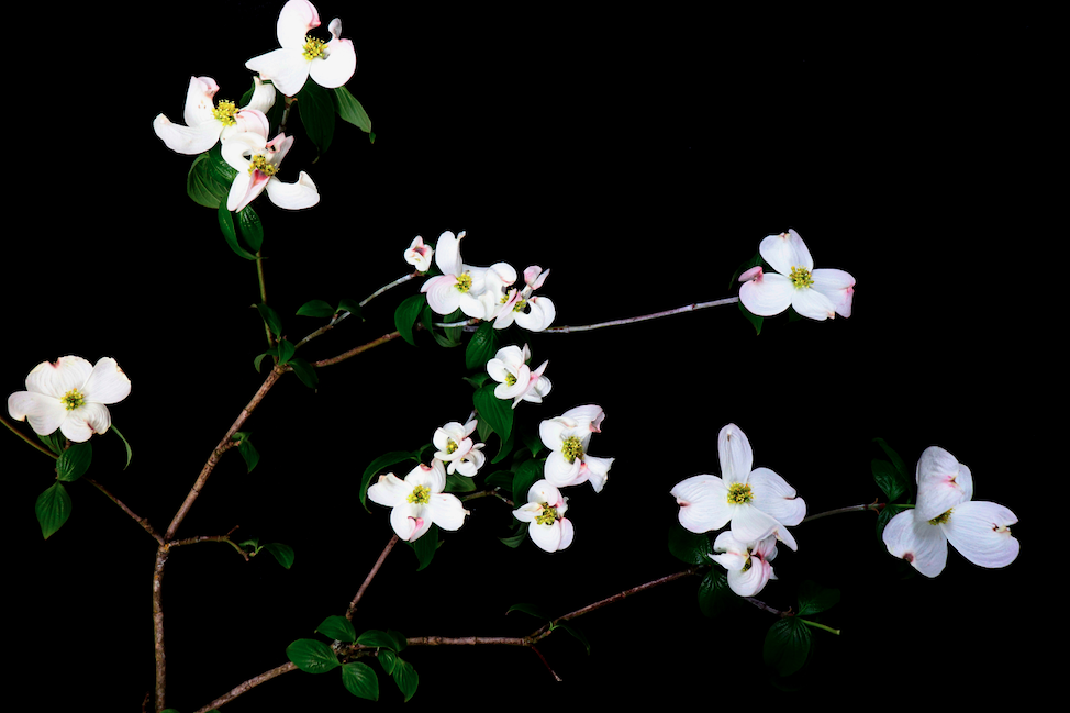 'Dressed for Evening' Print Collection — WALLFLOWER