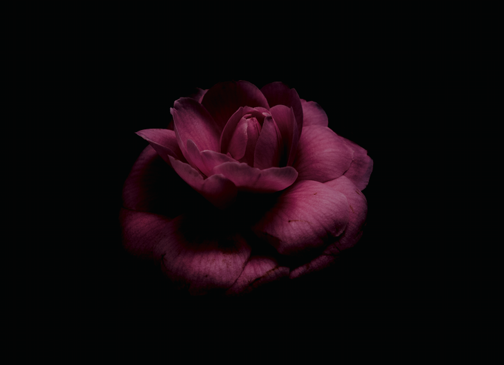'Dressed for Evening' Print Collection — WALLFLOWER