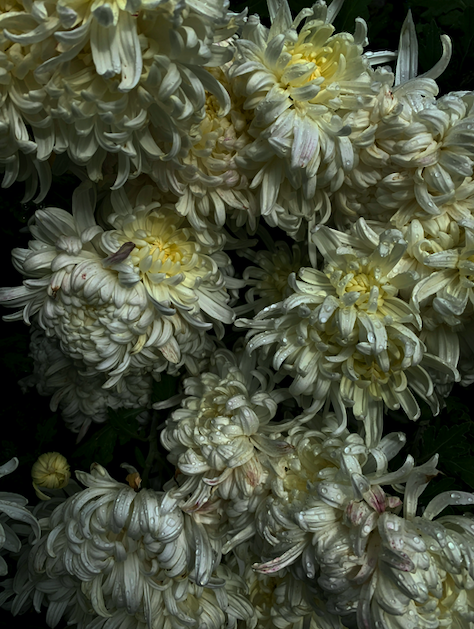 Screen Shot 2021-07-08 at 5.49.12 PM.png