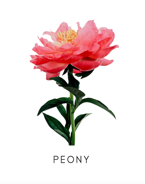 Screen Shot 2025-10-05 at 12.30.56 PM.png