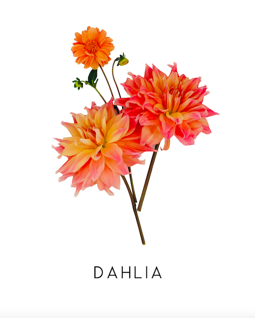 Screen Shot 2025-10-05 at 12.33.03 PM.png