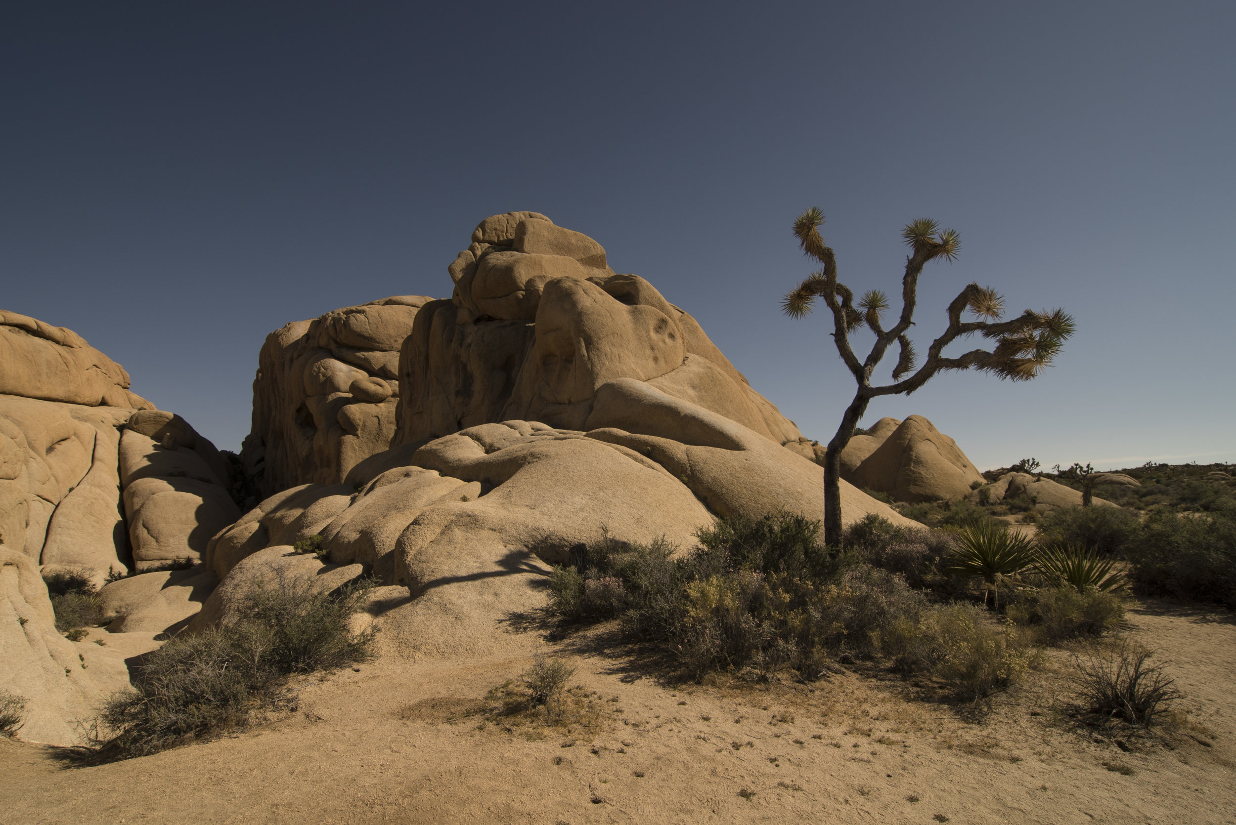 Elevation-Joshua-Tree-Kate-Russell-2016.jpg