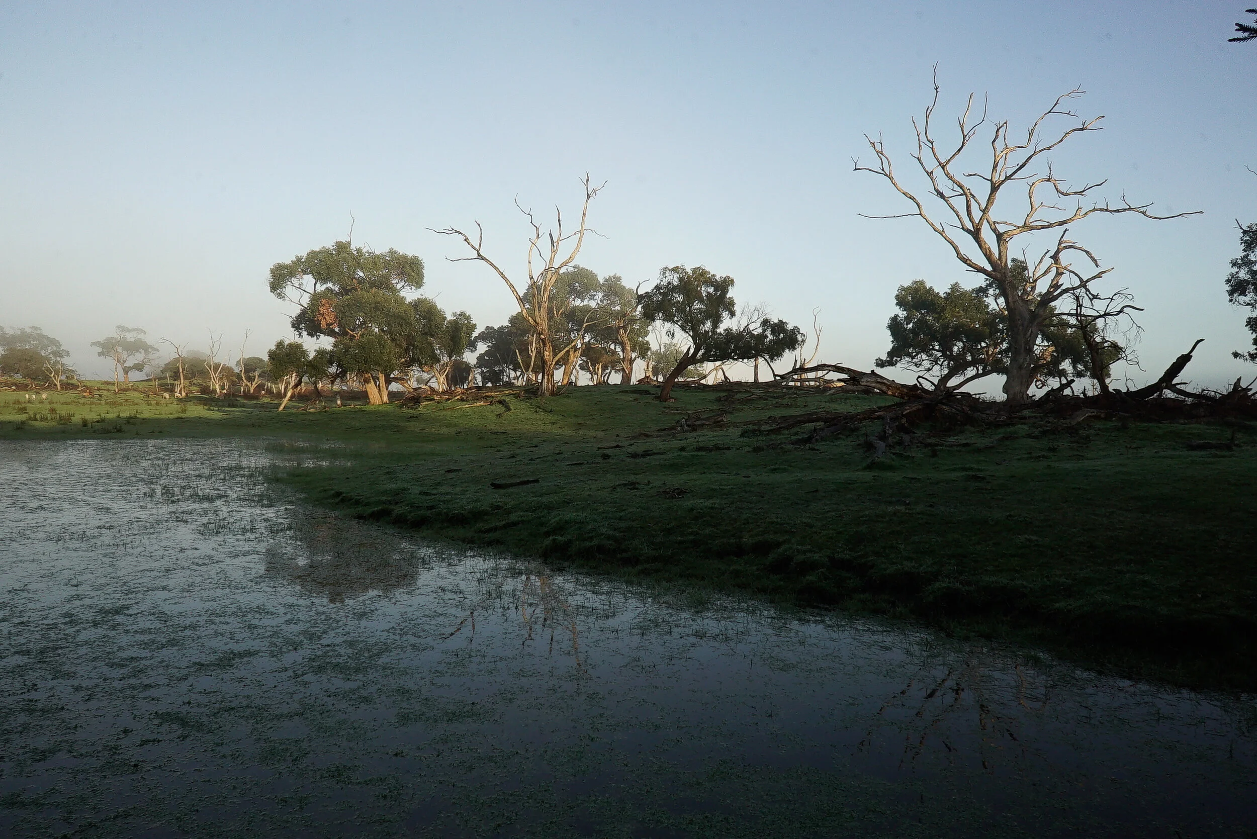 Morning Bald Hills Wetlands
