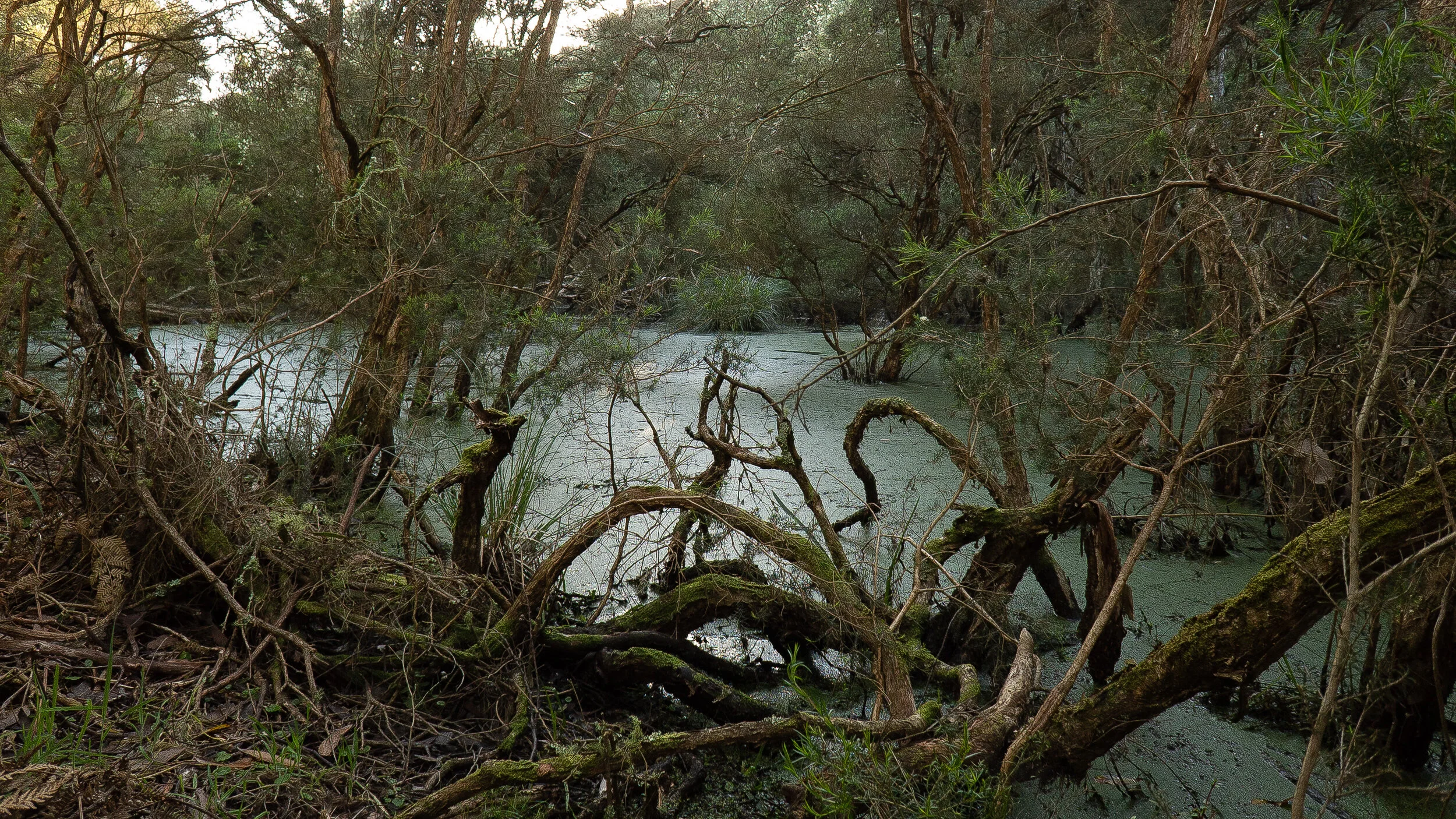 Walkerville  House Projections-05.jpg