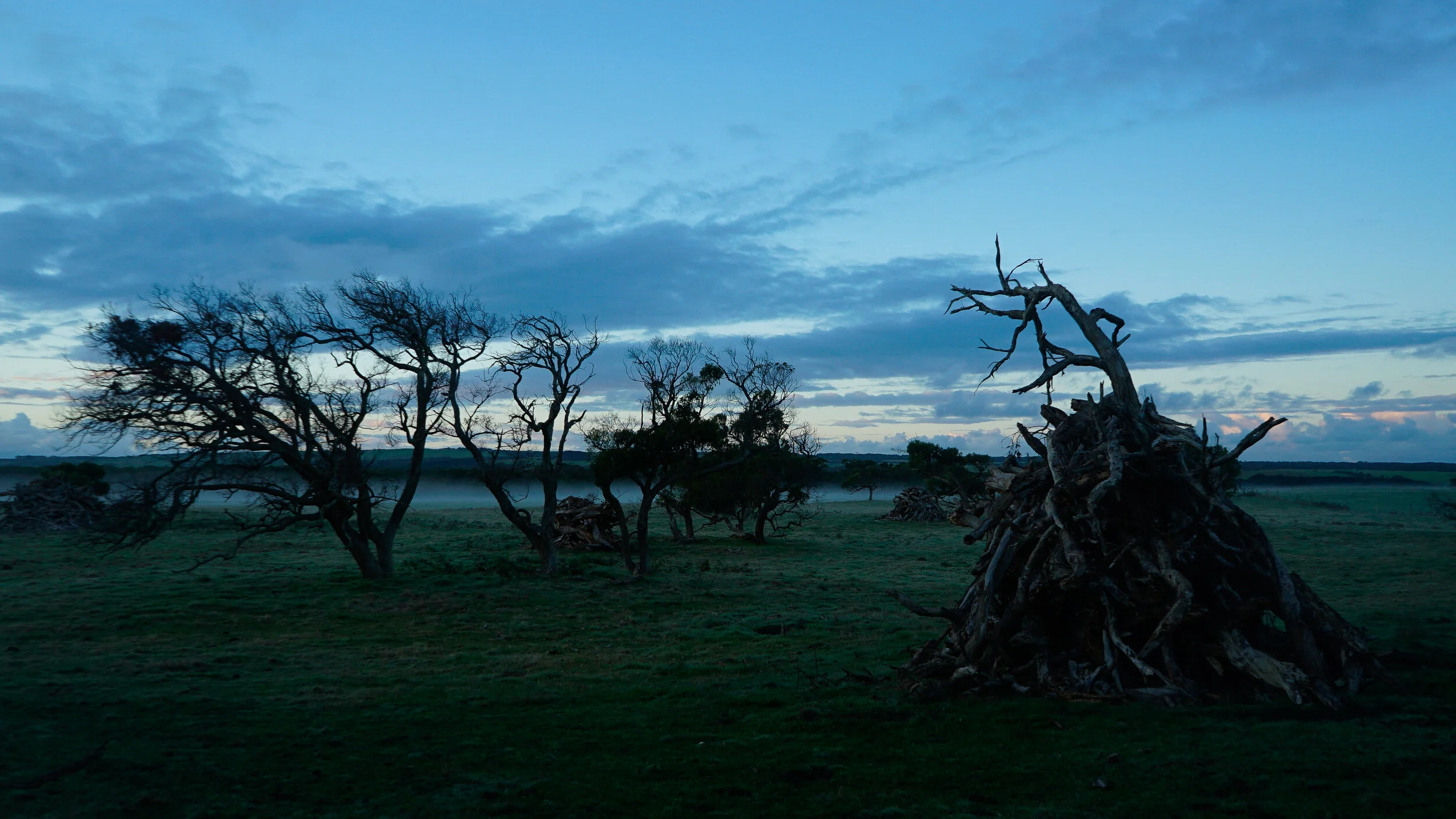 Tree stacks