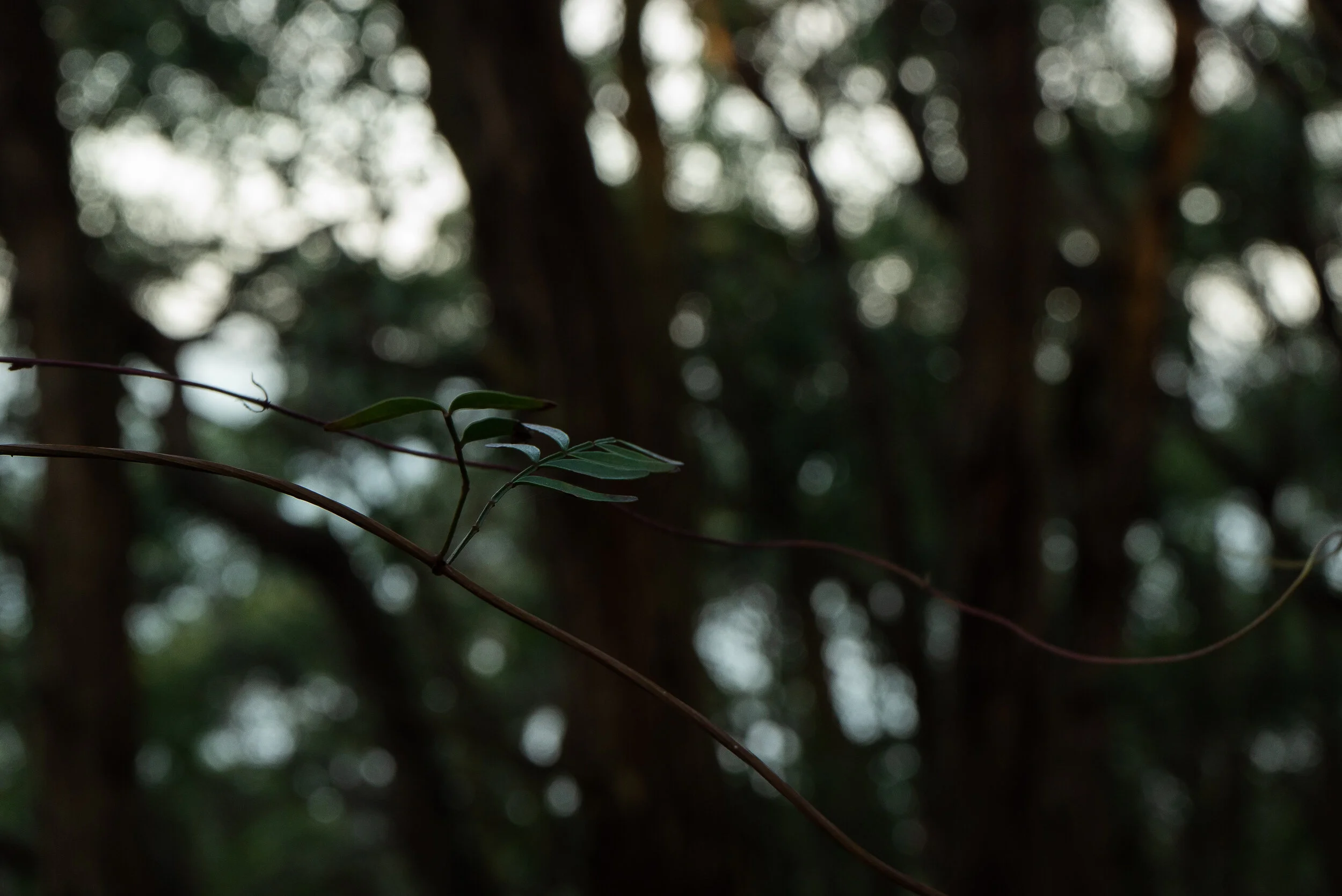 Vine Leaf