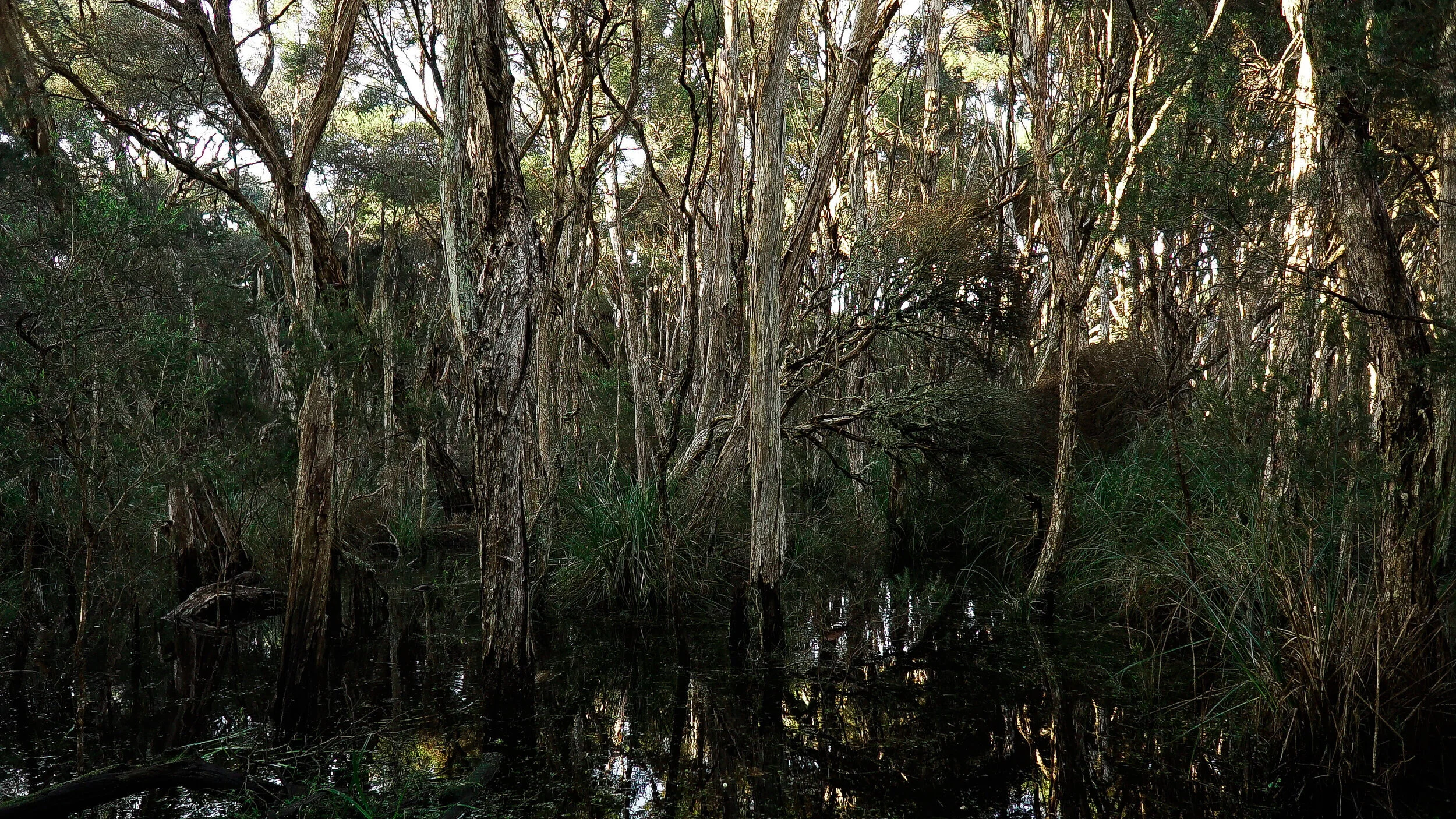 Bald Hills Wetlands