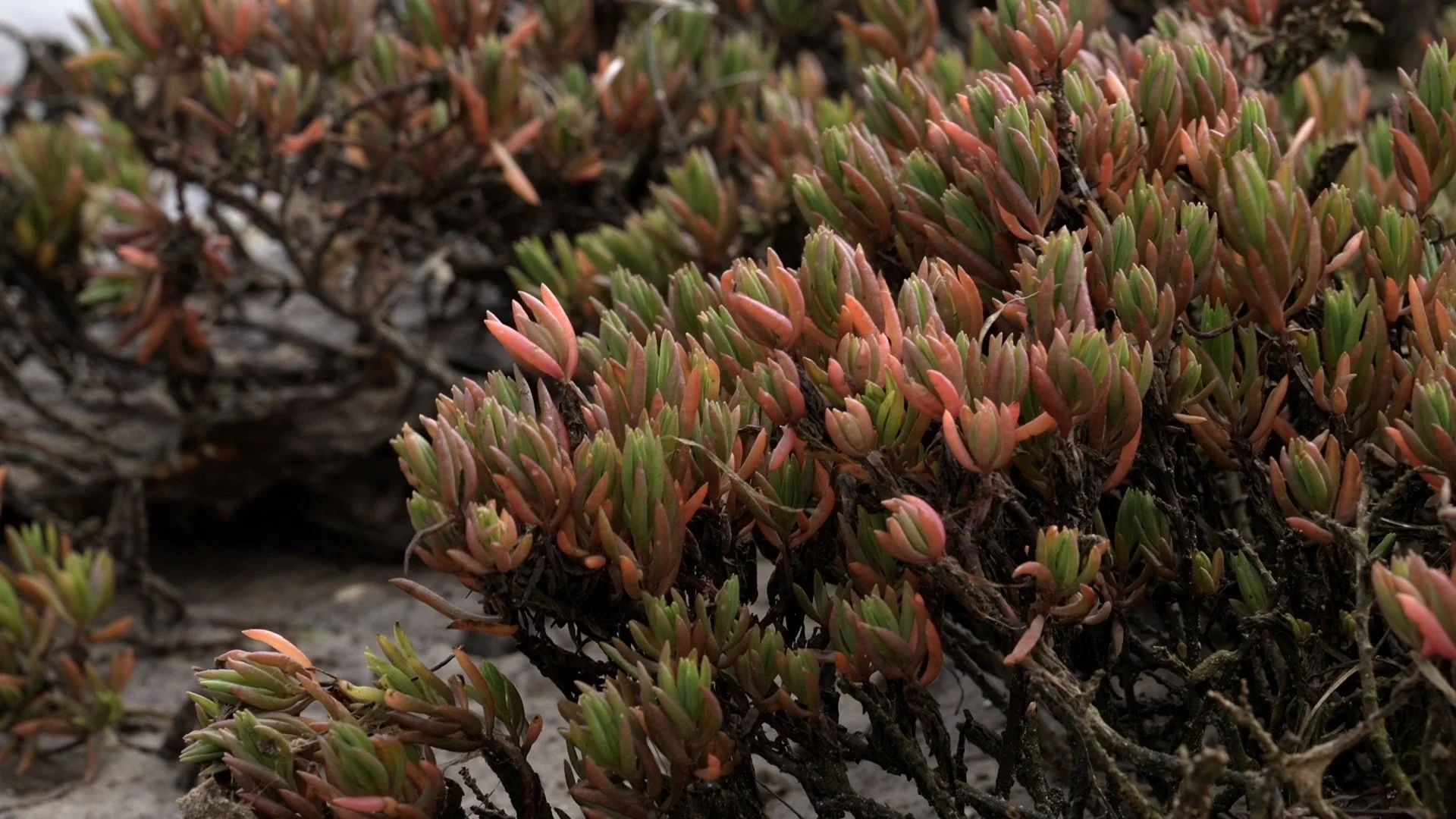 Shallow Inlet Succulent.KRStill003.jpg