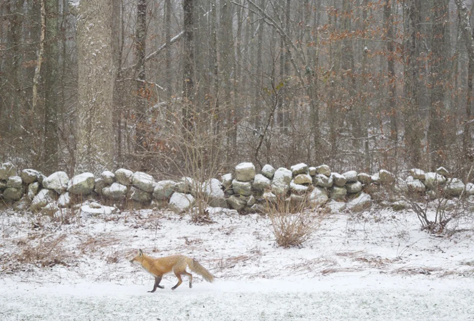 A beautiful fox running through the backyard of our house-sit.