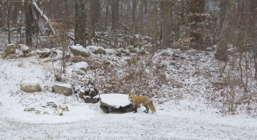 fox in snowy yard.jpg