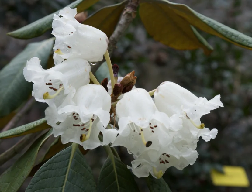 botanical garden.jpg