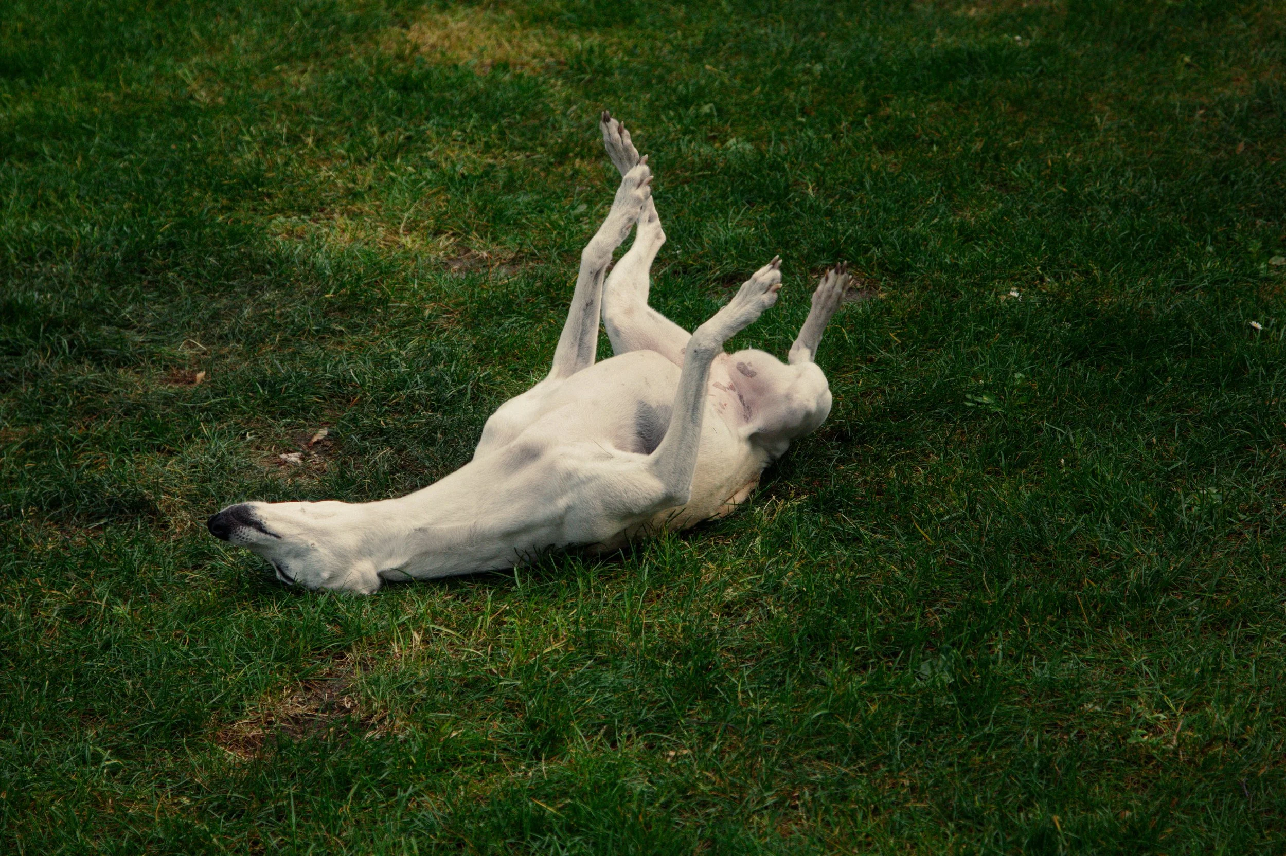 Dog lying on its back on green grass with legs up in the air.