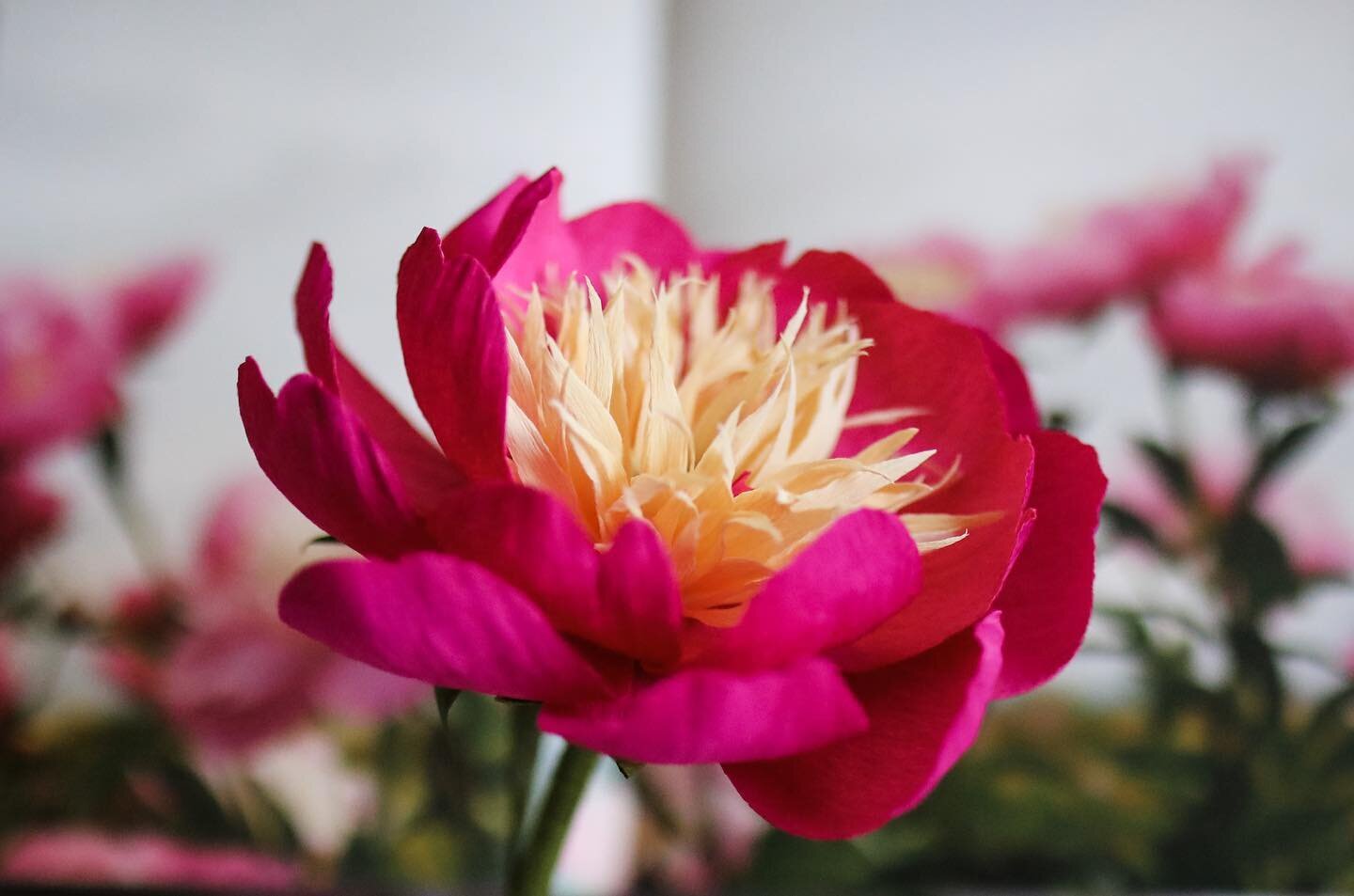 Bowl of Beauty. Tricky centers, tricky petal colors. Good first attempt. #crepepaperflowers #paperflowers #bowlofbeauty #bowlofbeautypeony #peony #paperpeony #paperpeonies #handmade #manmade #indianapapercompany #indianapolis #indyart #indyartists #p