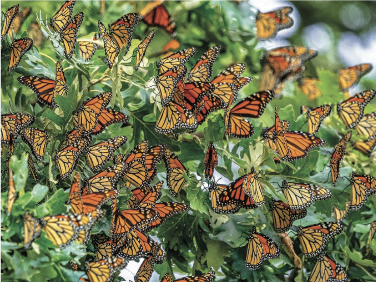 Puzzles That Rock Monarch Migration 550 Piece Butterfly Puzzle