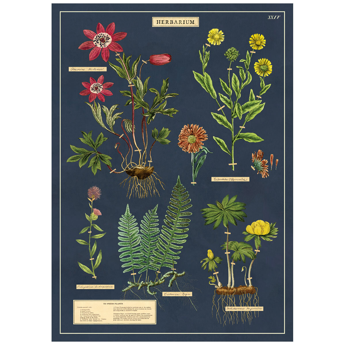 Herb Chart Poster