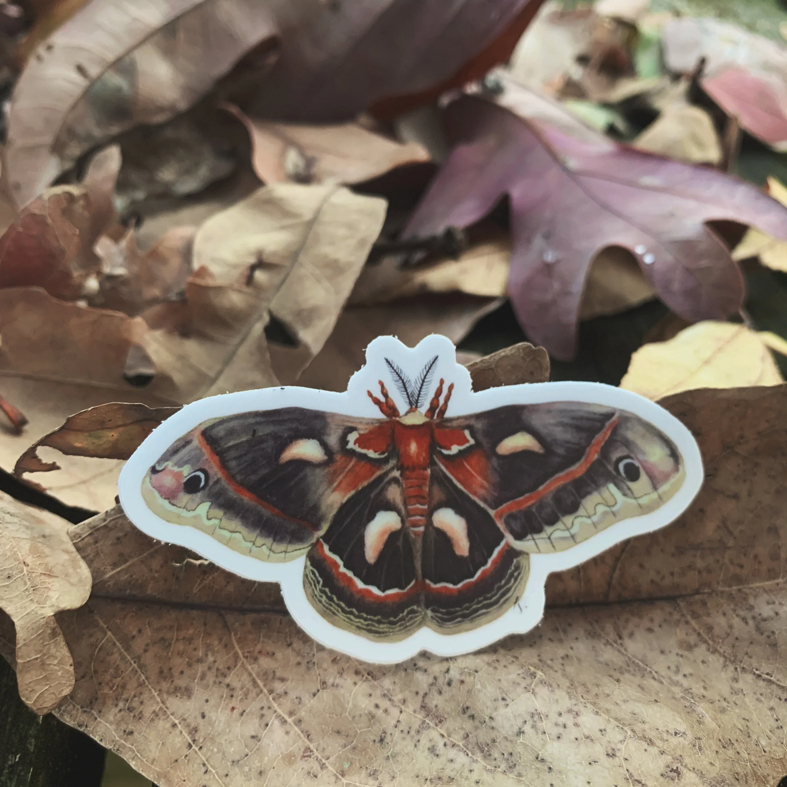 AfterlightImage 148.JPG