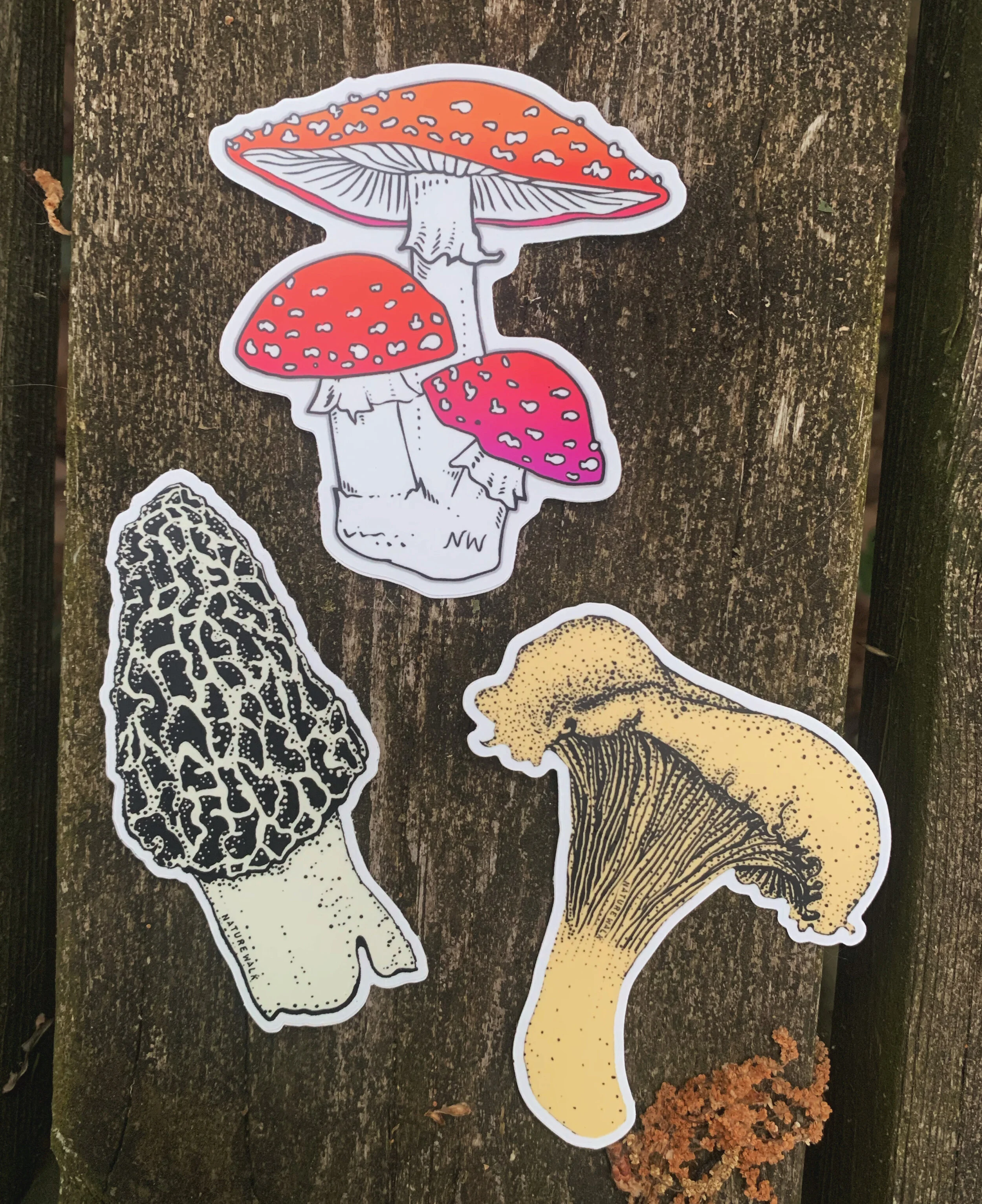 AfterlightImage 196.JPG