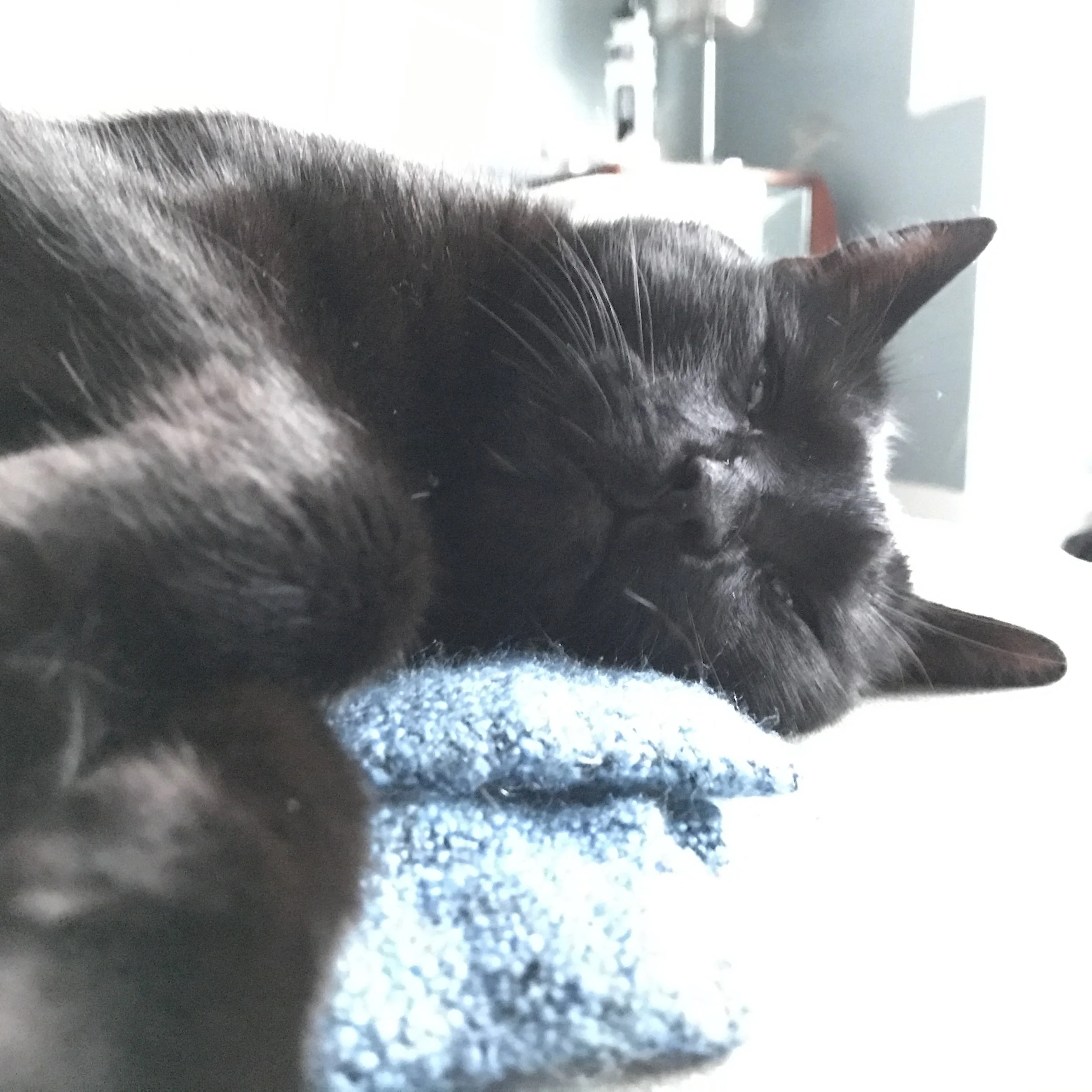 sorrel sleeps.jpeg