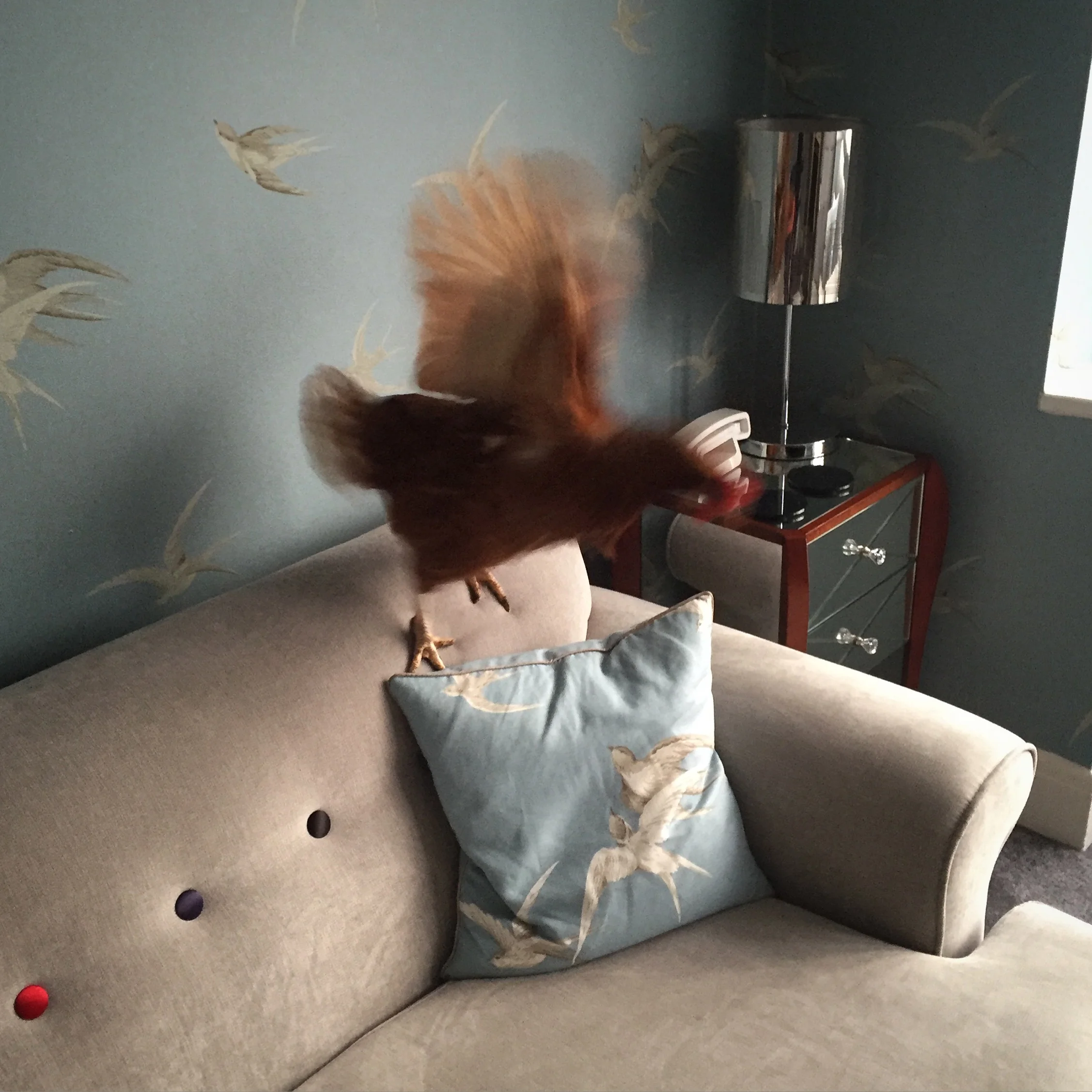 paula lounge.jpeg