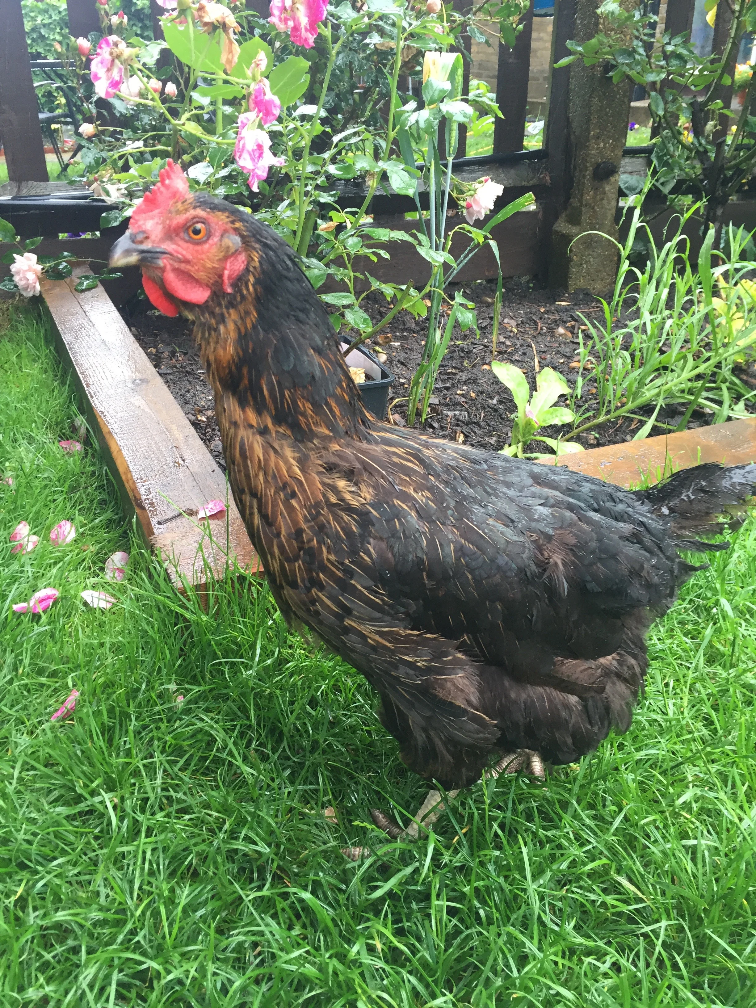 Florence liked nothing better than a stroll around the garden