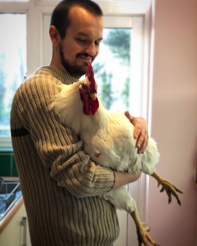 Dottie got a visit, and a cuddle, from his uncle Olaf today. He had a lot of fun! #roostersofinstagram #friendsnotfood #rescuechicken #freerangeeastlondon #exbroilerchicken