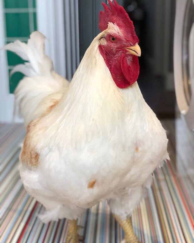 This beautiful boy turned one today. His last Christmas Day will have been spent in a windowless shed.  He was never supposed to live past 42 days. But he&rsquo;s been living his best chicken life... playing with friends, and singing the song of his 