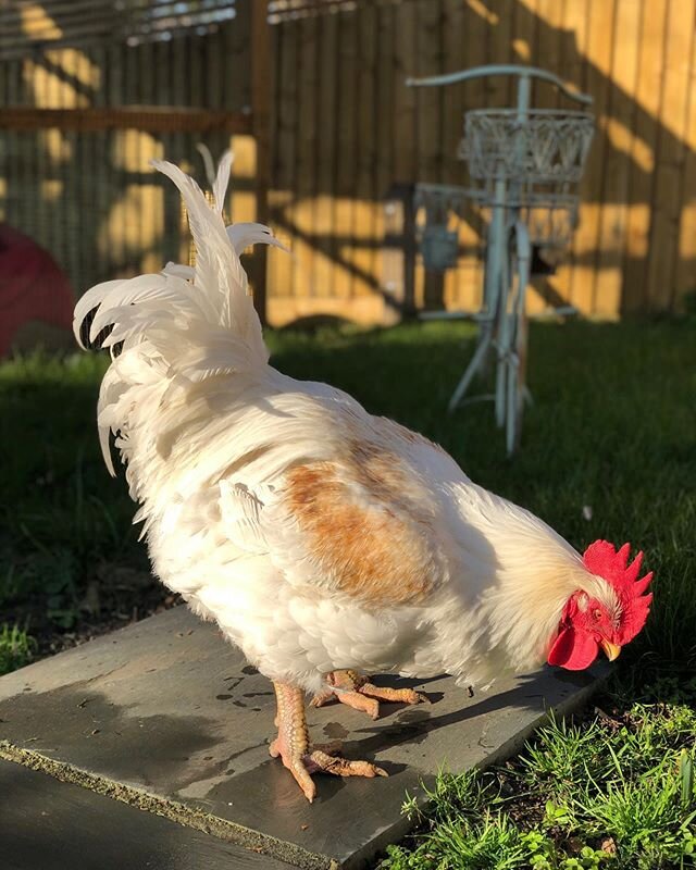 Our most magnificent boy! #dottie #dottienotdottie #backyardchickens #rescuechicken #freerangeeastlondon #roostersofinstagram #cockerelsofinstagram #wintersun