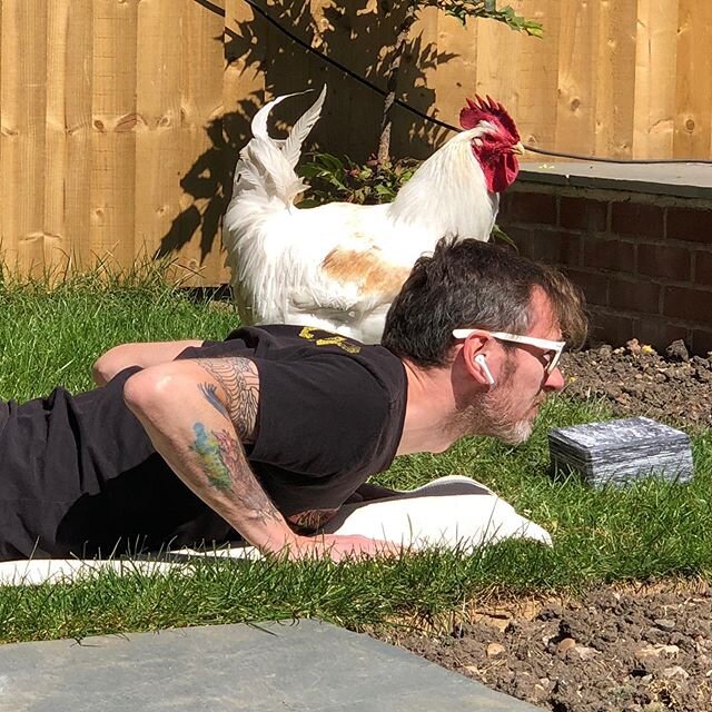 Dottie helping with this morning&rsquo;s yoga session. #dottie #dottienotdottie #friendsnotfood #rescuechicken #backyardchickens #freerangeeastlondon #theboys #yoga #lockdownlife